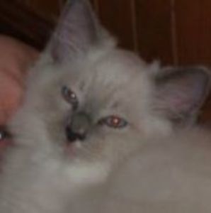 Meet your Posher, Chester